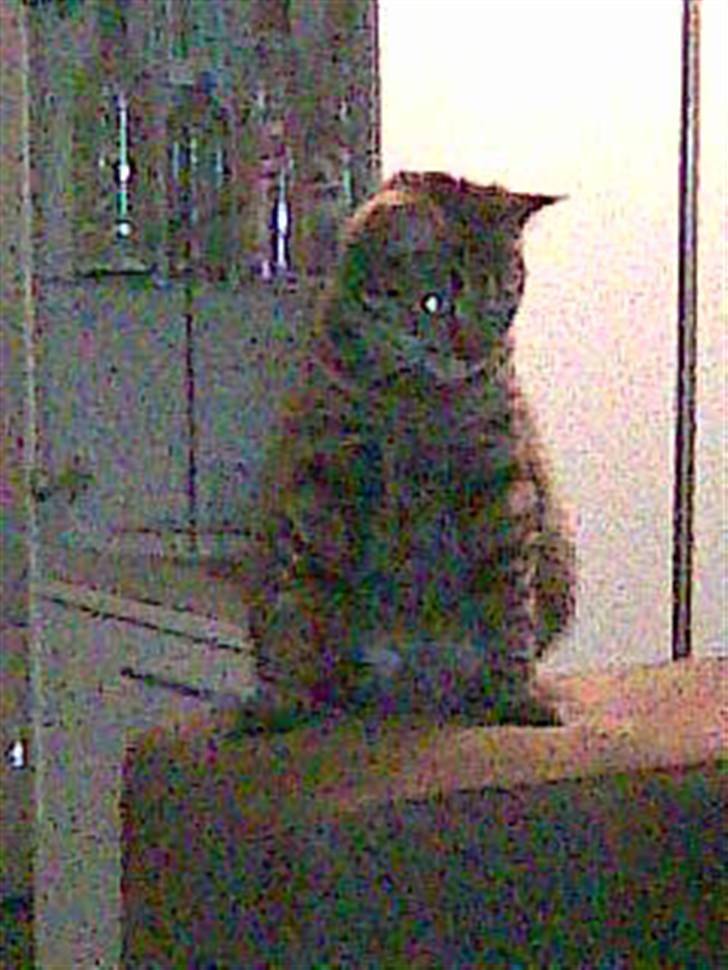 Blanding af racer Bailey billede 10