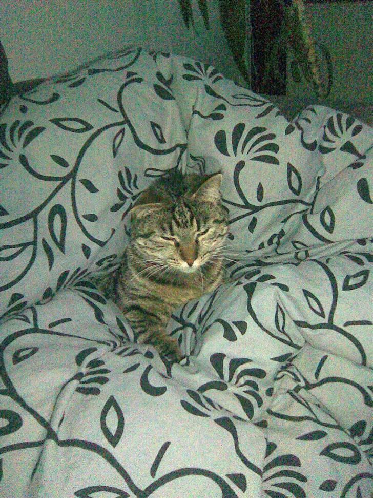 Blanding af racer Bailey billede 11