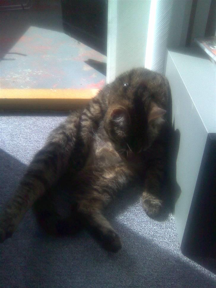 Blanding af racer Bailey billede 12