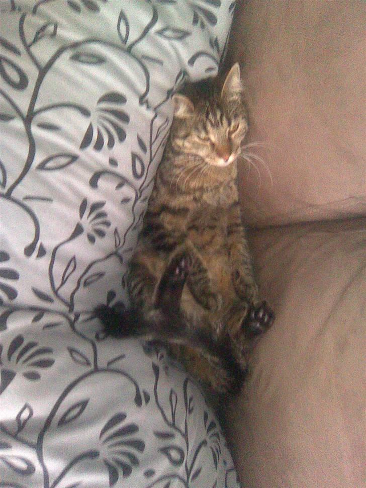 Blanding af racer Bailey billede 13