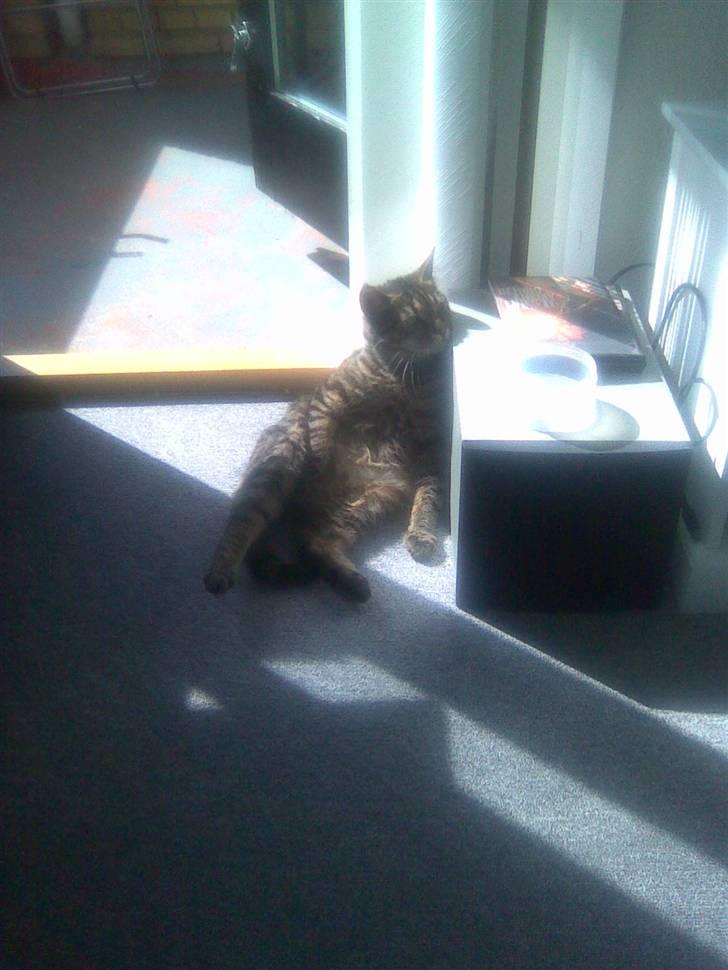 Blanding af racer Bailey billede 14