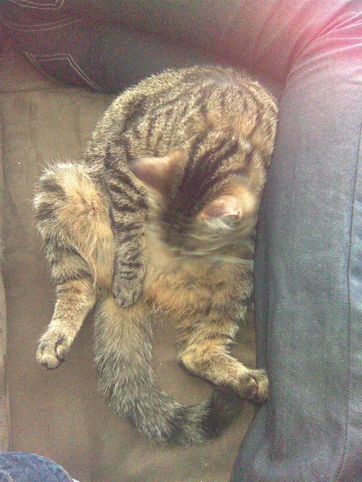 Blanding af racer Bailey billede 15