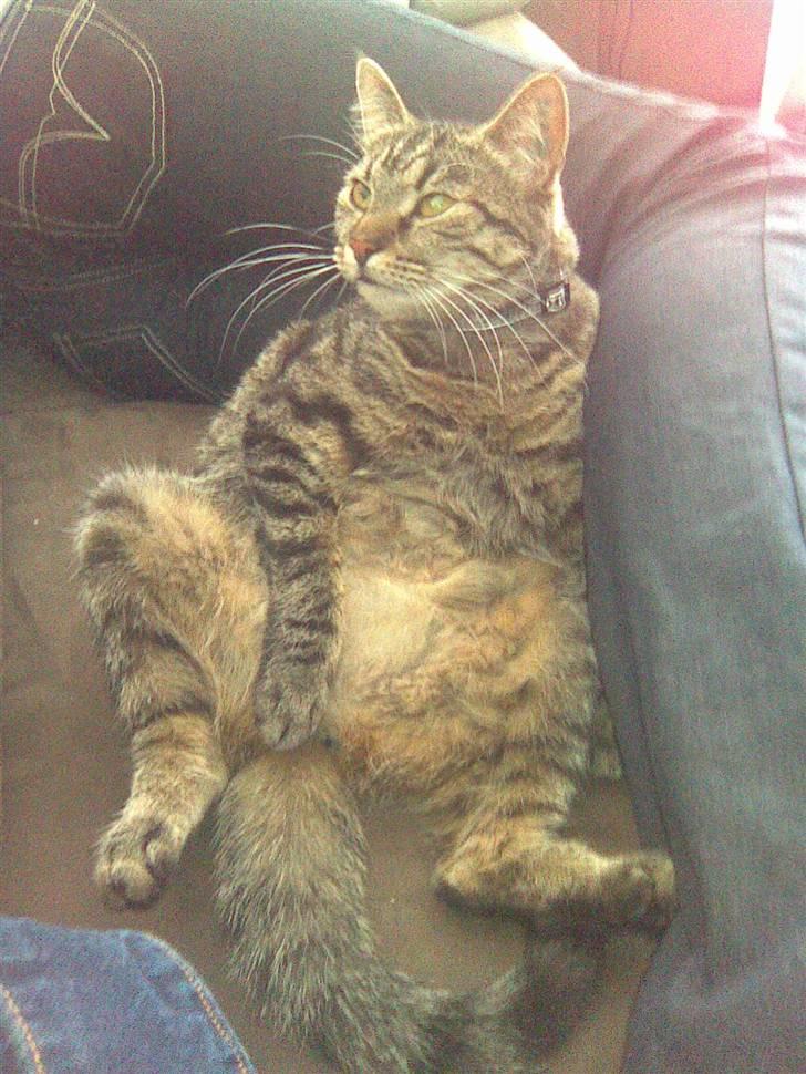 Blanding af racer Bailey billede 16