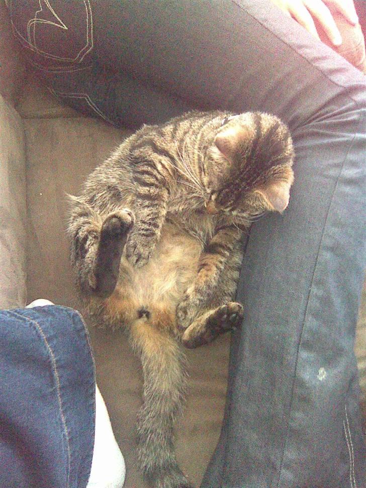 Blanding af racer Bailey billede 17