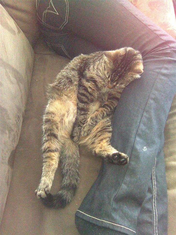 Blanding af racer Bailey billede 18