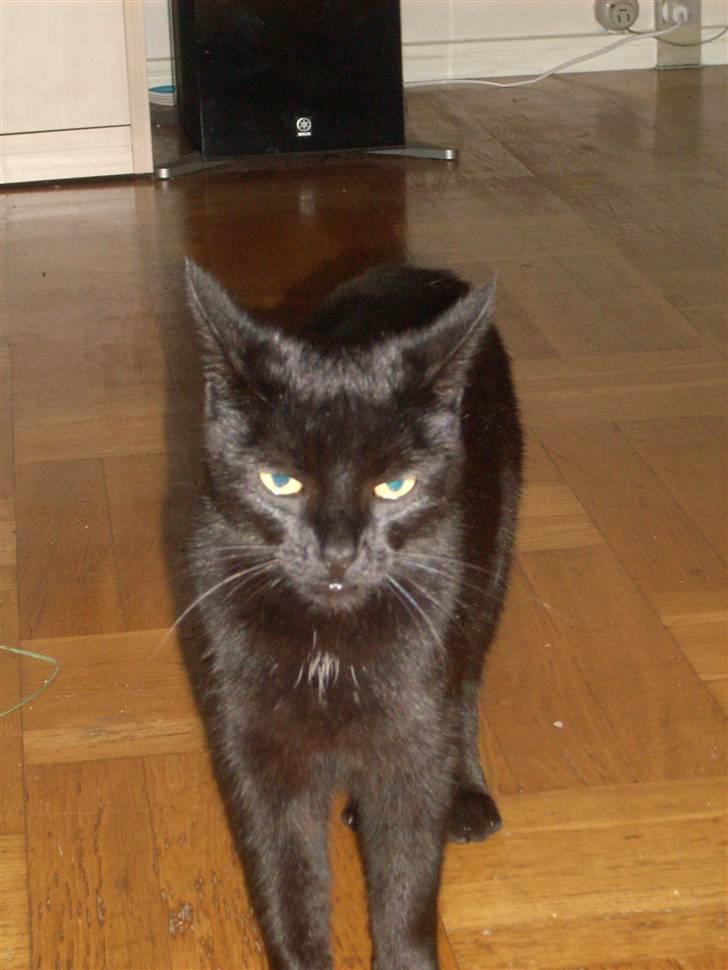 Huskat Muggie - HVAD KALDTE DU MIG!!!! :-)      (den ondeste hunkat i byen)    ;o) billede 15