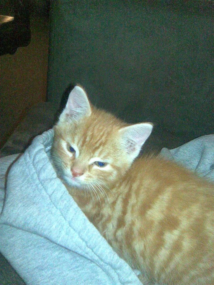 Blanding af racer Klunt - Hej ;) Velkommen til min profil billede 1