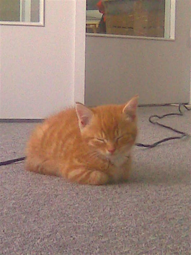 Blanding af racer Klunt - Her er jeg lige kommet hjem til mor og far, puha det hele er meget skræmmende billede 2