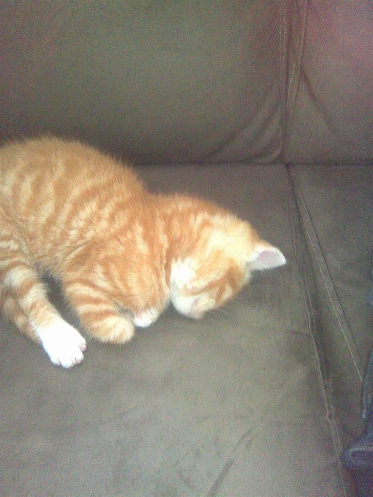 Blanding af racer Klunt - Ligger og tager en lille lur billede 3