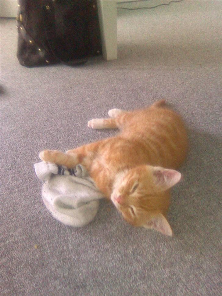 Blanding af racer Klunt - Puha, man bliver lidt træt når man sådan ligger ved fars sure strømper billede 4