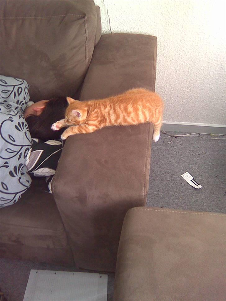 Blanding af racer Klunt - Mig og mor der godt kan lide at sove sammen, og nusse i håret ;) billede 5