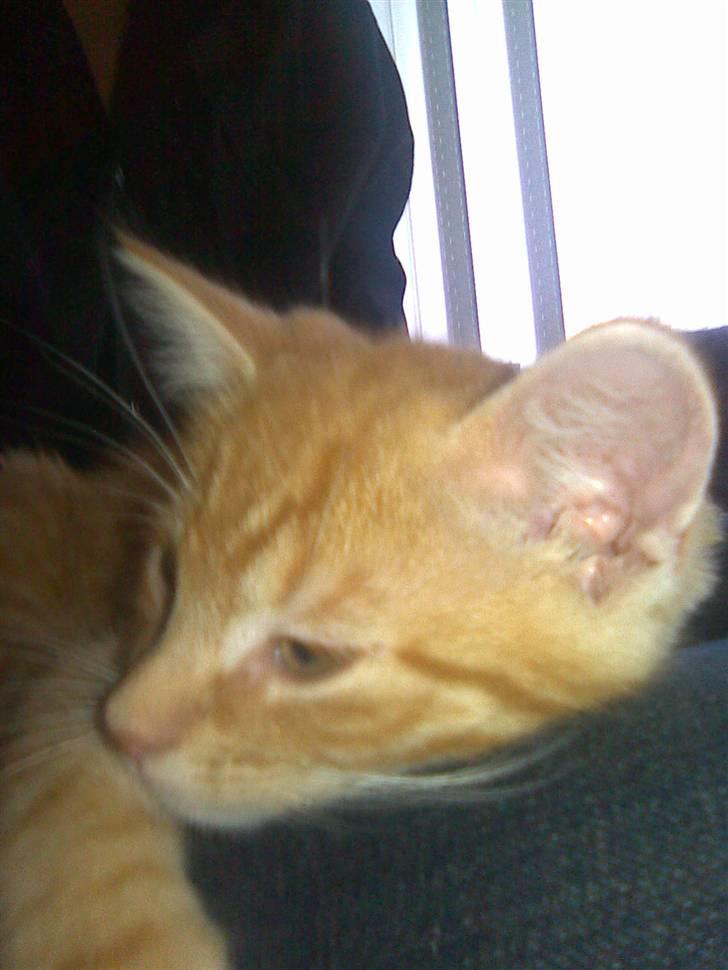 Blanding af racer Klunt - Lidt træt måske ? billede 6