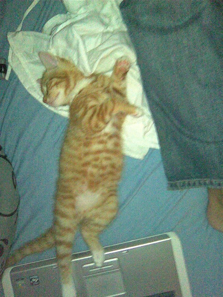 Blanding af racer Klunt - Det er sjovt at ligge ved computeren og sove, den varmer sådan ;) billede 7