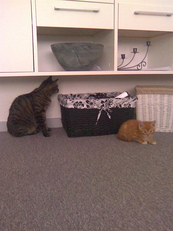 Blanding af racer Klunt - Første dag vi fik Klunt hjem :) billede 8