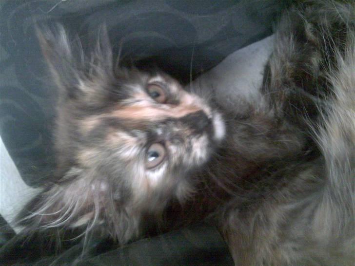 Maine Coon Mille billede 7