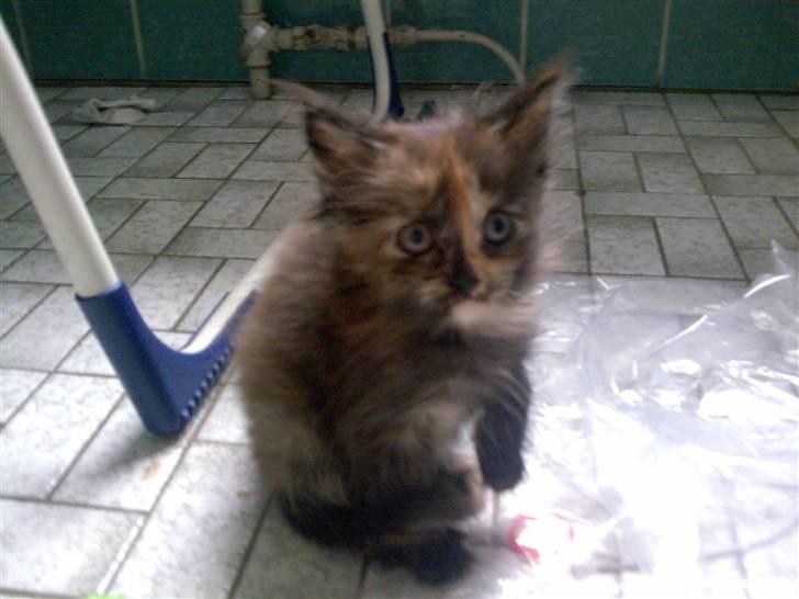 Maine Coon Mille - Se er jeg ikke sød, er 8 uger billede 8