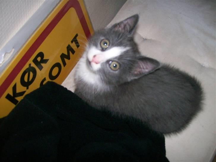 Huskat Musling R.I.P. d. 28/12 - 1# Åårh var du dér? Hej og velkommen til min profil :o) billede 1