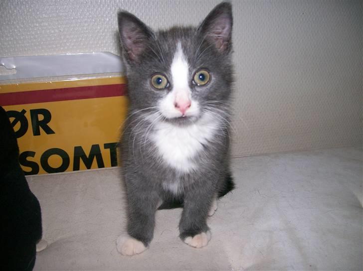 Huskat Musling R.I.P. d. 28/12 - 2# Se, jeg kan gøre mig bælgøjet - prøv om du kan det :oD billede 2