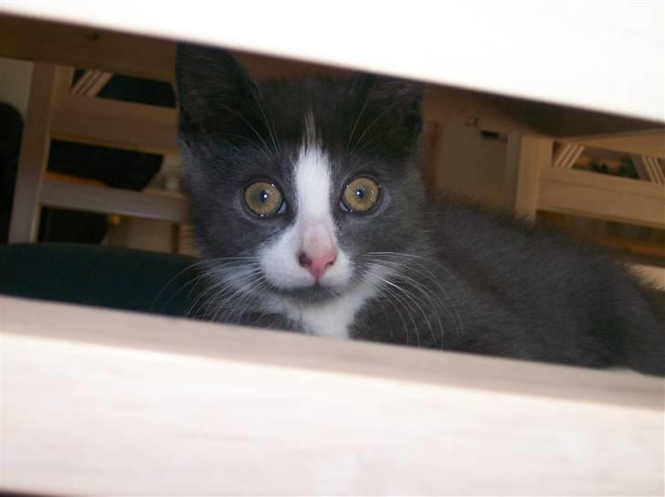 Huskat Musling R.I.P. d. 28/12 - 3# Titte-buuh - ja jeg er her endnu :o) billede 3