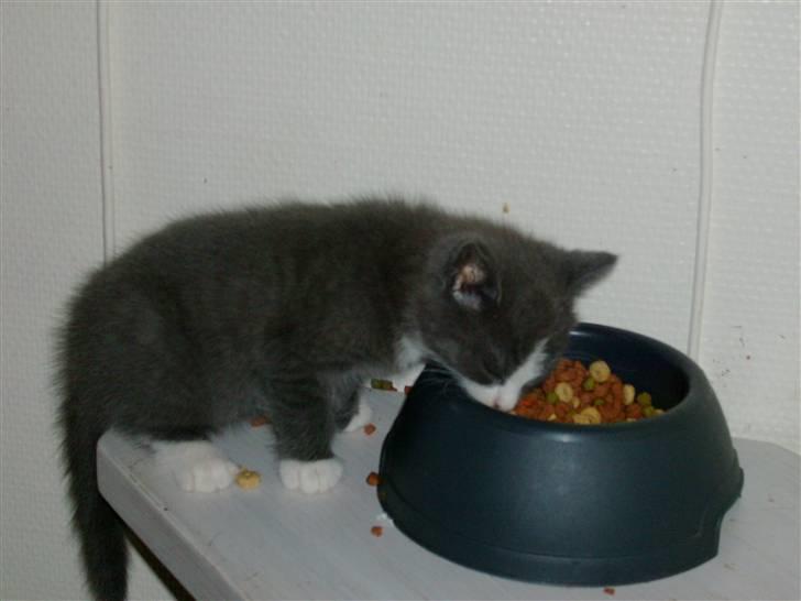 Huskat Musling R.I.P. d. 28/12 - 4# Her er så et billede af første gang jeg spiser selv :o) billede 4