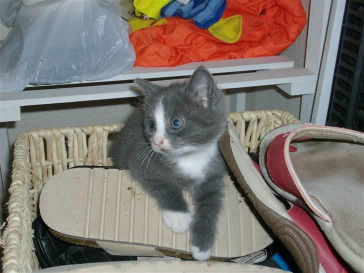 Huskat Musling R.I.P. d. 28/12 - 5# Her laver jeg så dagens gode gerning - stiller skoene "på plads" billede 5