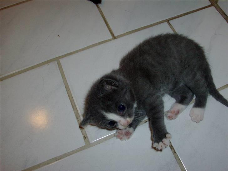 Huskat Musling R.I.P. d. 28/12 - 6# Her har jeg knap lært at gå. billede 6