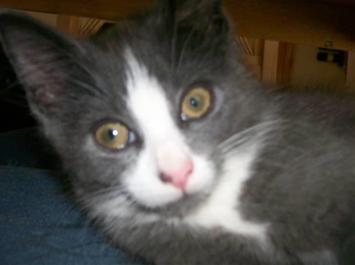 Huskat Musling R.I.P. d. 28/12 - 7# Hallooo - jeg ligger lige og sover!! .oO(...mon hun faldt for dén?) billede 7