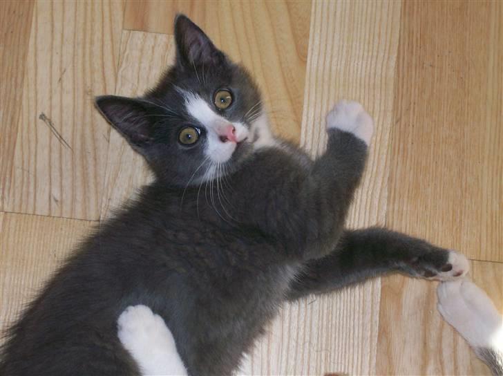 Huskat Musling R.I.P. d. 28/12 - 8# Moar og jeg ligger og slås - jeg vinder selvfølgelig! billede 8