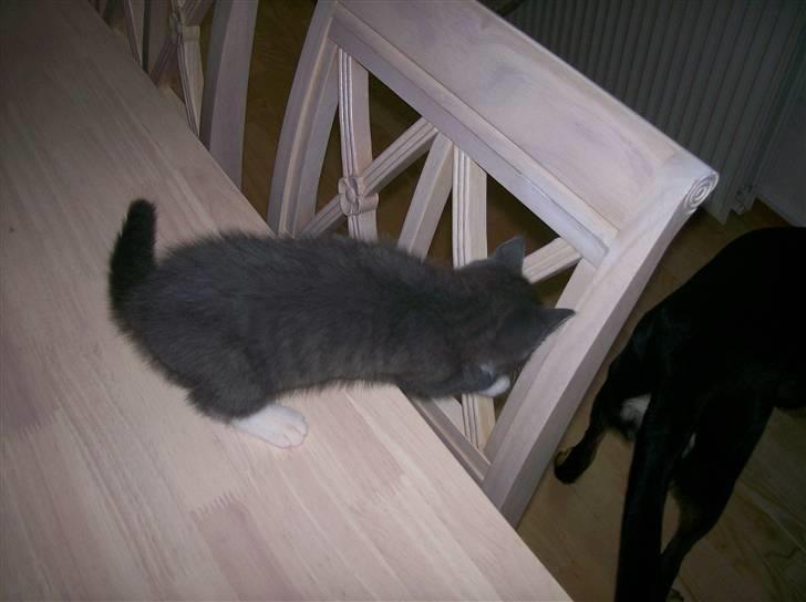 Huskat Musling R.I.P. d. 28/12 - 9# Liste, liste liste - nå din store hund - nu skal du få skal du! billede 9