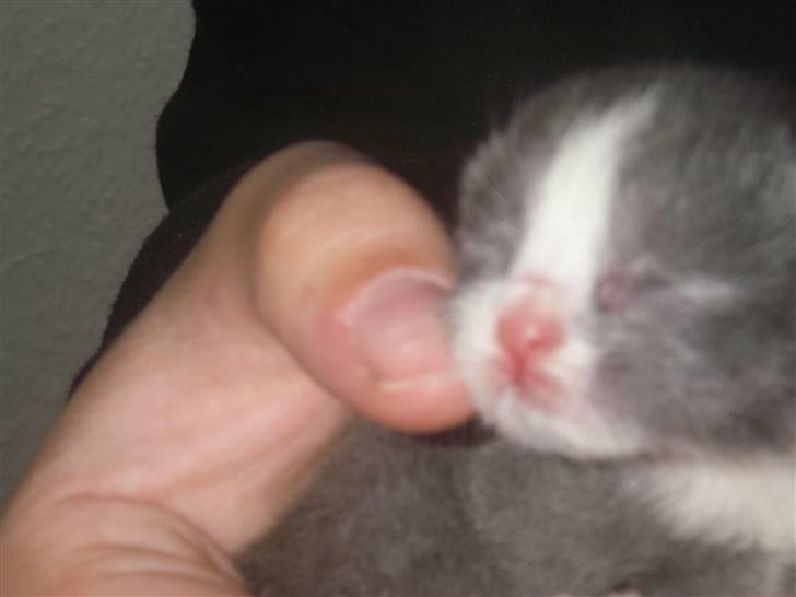 Huskat Musling R.I.P. d. 28/12 - 10# Her har jeg slet ikke fået øjne. billede 10