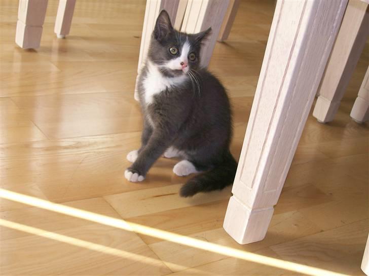 Huskat Musling R.I.P. d. 28/12 - 11# Se, det er ikke kun racekatte der kan posere - jeg er det rene naturtalent! :oP billede 11