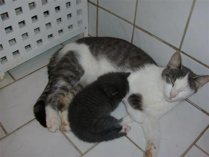 Huskat Musling R.I.P. d. 28/12 - 12# Jeg spiser ved mor - er hun ikke bare smuk, min mor? billede 12