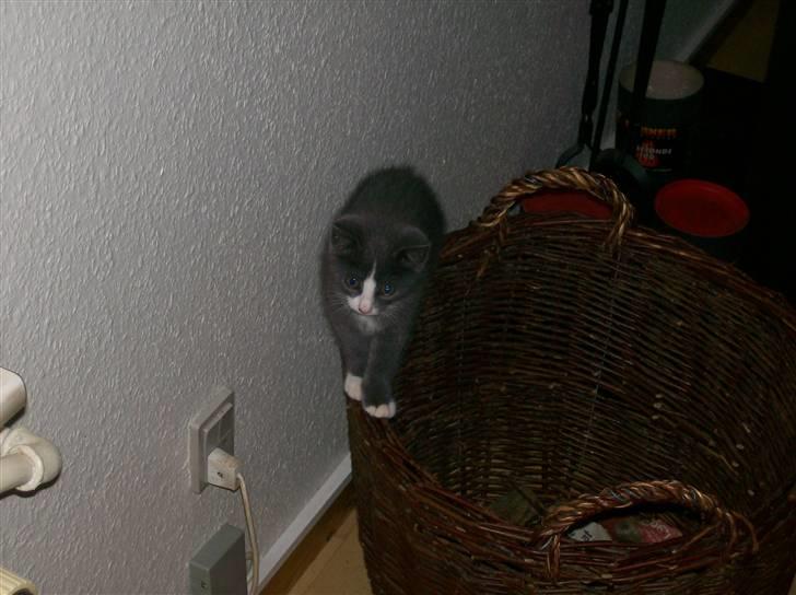 Huskat Musling R.I.P. d. 28/12 - 13# Se, hvor jeg kan balancere... billede 13