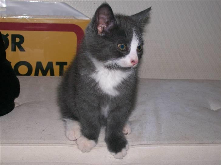 Huskat Musling R.I.P. d. 28/12 - 14# Jeg er smuk - jeg ved det :oP billede 14