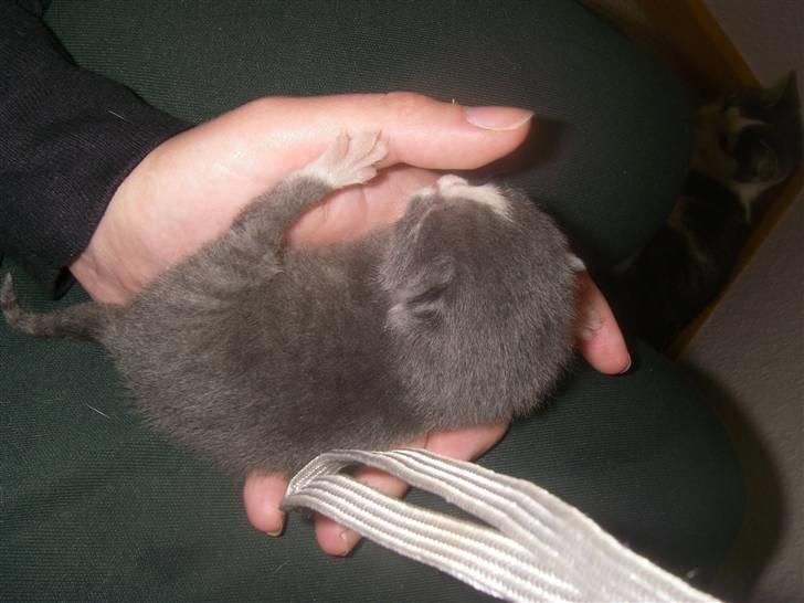 Huskat Musling R.I.P. d. 28/12 - 15# Så hvor lille jeg var - mor siger jeg er fed, men det synes I da ikke, veeel? billede 15