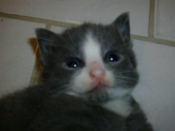 Huskat Musling R.I.P. d. 28/12 - 16# Her har jeg liiige fået øjne :o) billede 16