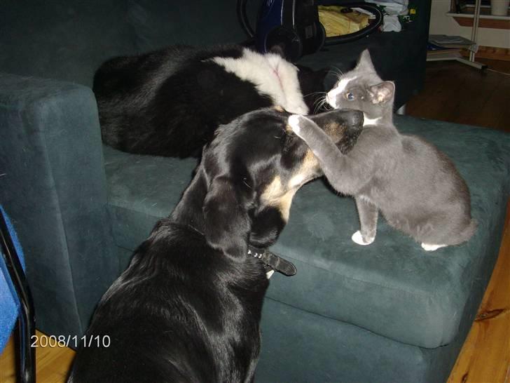 Huskat Musling R.I.P. d. 28/12 - 17# Her er jeg med min BEDSTE ven, Aiko - Jep, hunden er kattens bedste ven! :oD billede 17