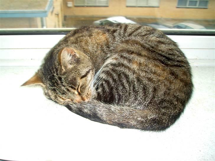 Huskat Pus 'R.I.P* :´( billede 1