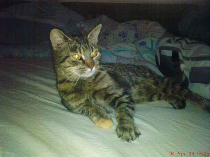 Huskat Pus 'R.I.P* :´( billede 2