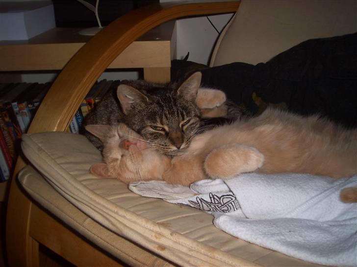 Huskat Pus 'R.I.P* :´( - Nyt! lad os da sove billede 3