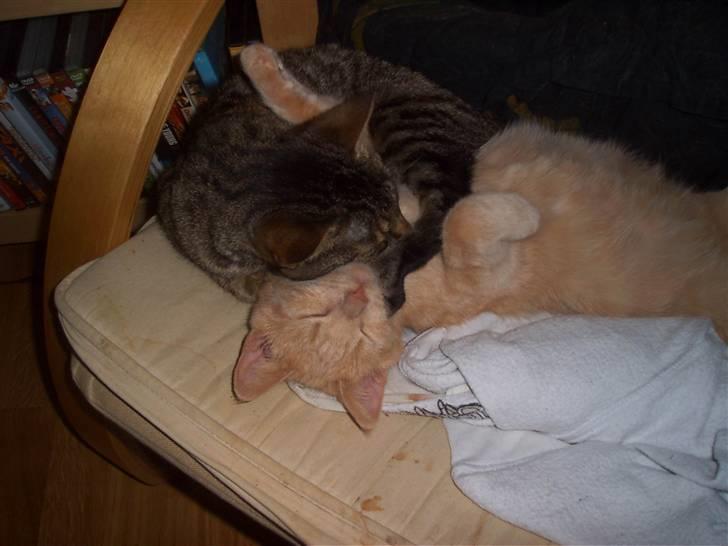 Huskat Pus 'R.I.P* :´( - Nyt! billede 4