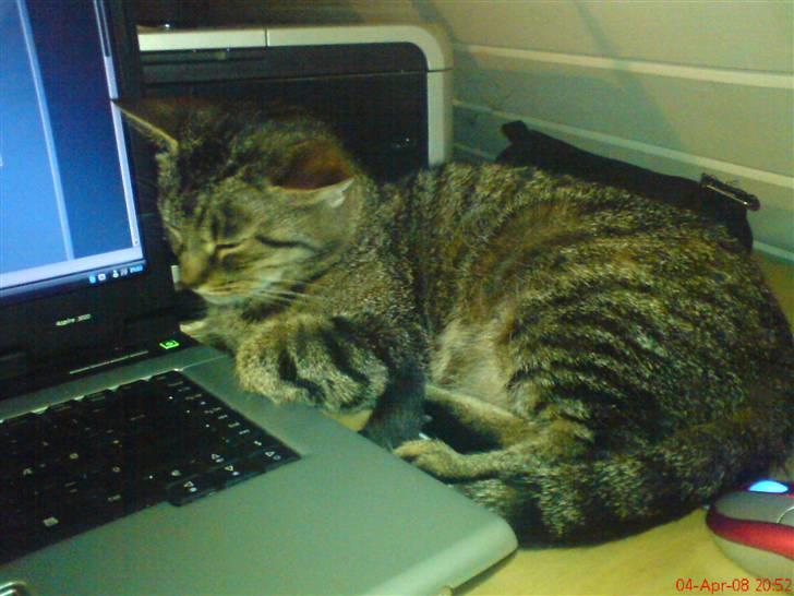 Huskat Pus 'R.I.P* :´( billede 5