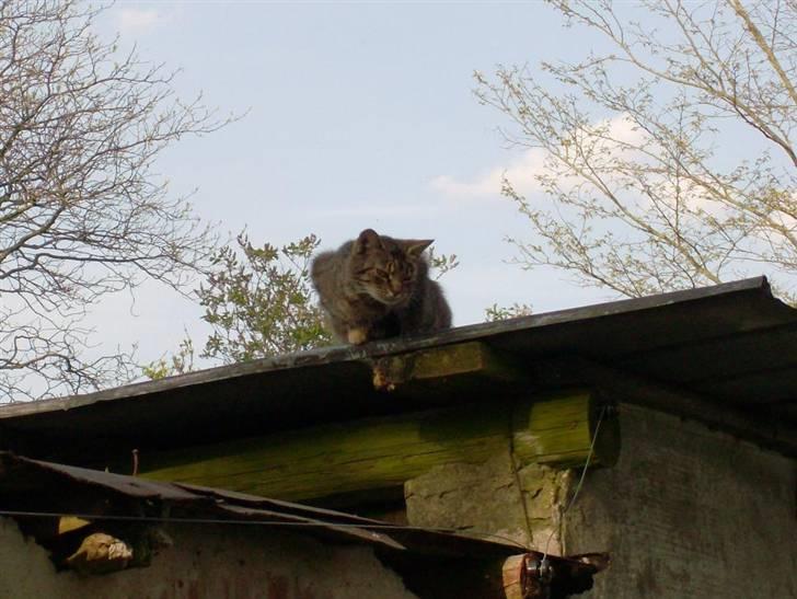 Huskat Pus 'R.I.P* :´( billede 6