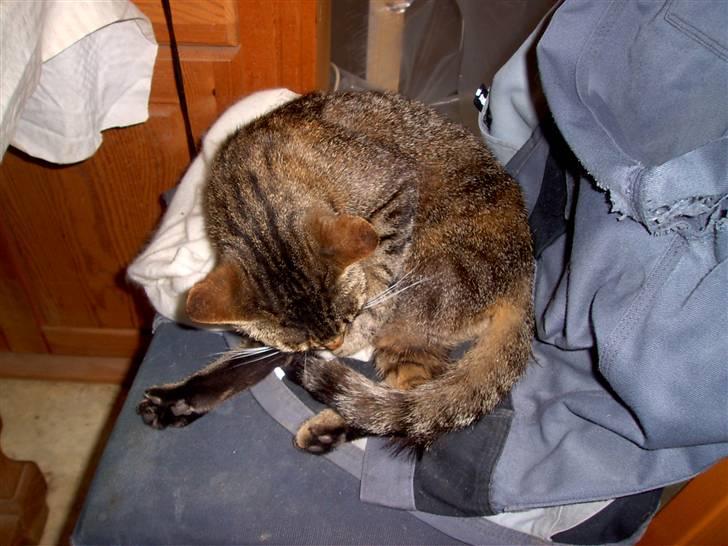 Huskat Pus 'R.I.P* :´( billede 7