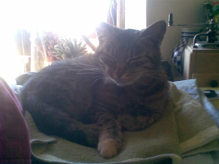 Huskat Pus 'R.I.P* :´( billede 8