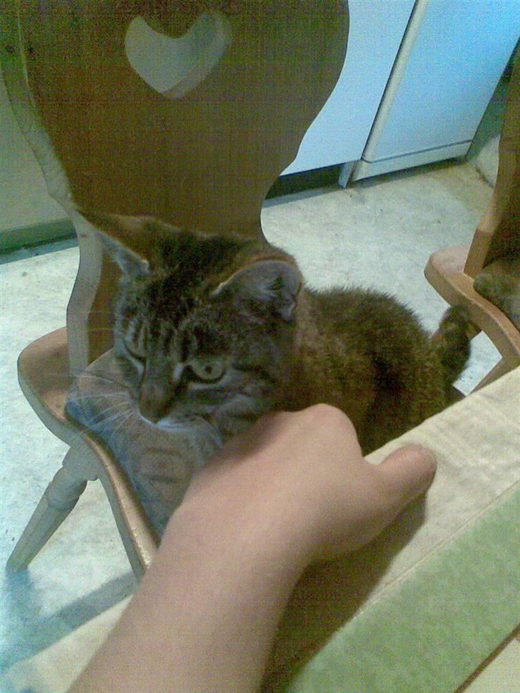 Huskat Pus 'R.I.P* :´( billede 9