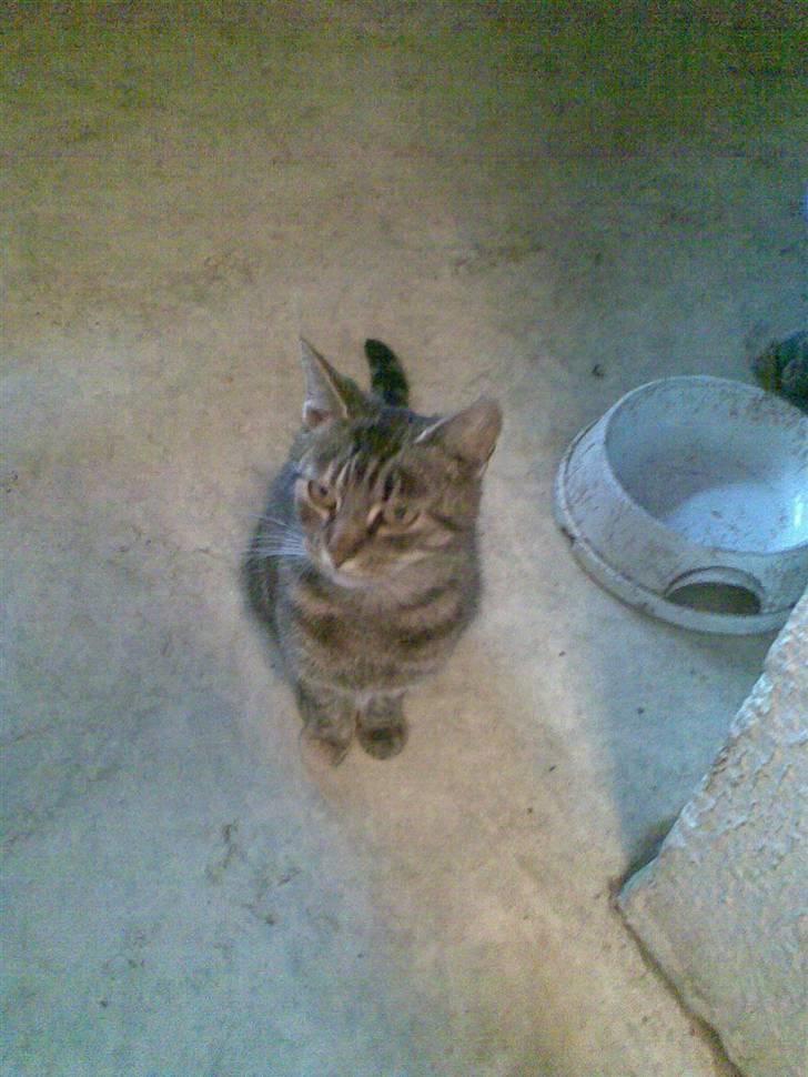 Huskat Pus 'R.I.P* :´( billede 10