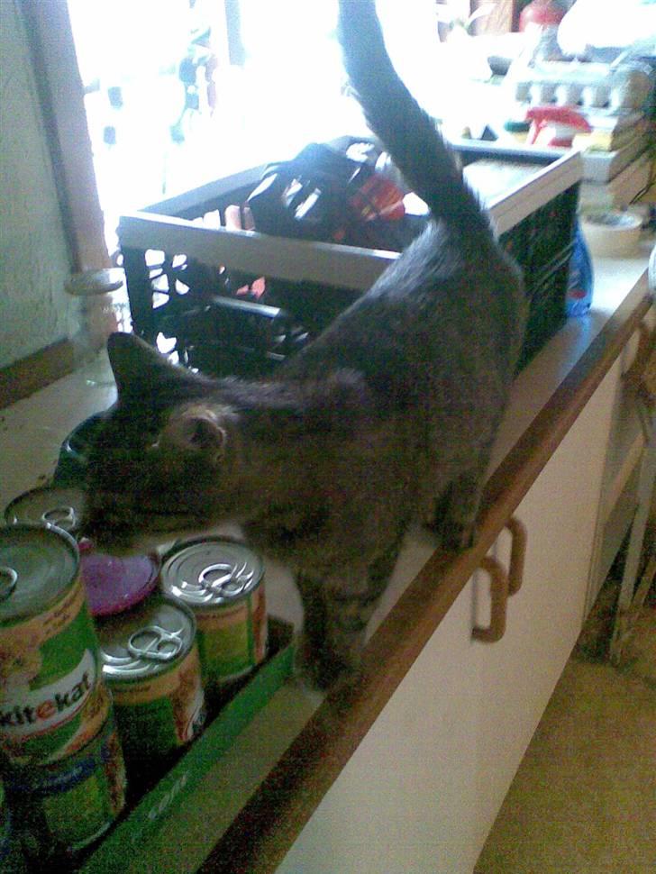 Huskat Pus 'R.I.P* :´( billede 11