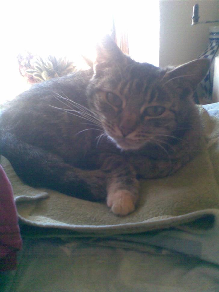 Huskat Pus 'R.I.P* :´( billede 12