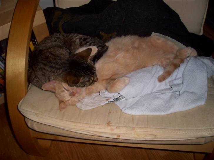 Huskat Pus 'R.I.P* :´( - Nyt! billede 13